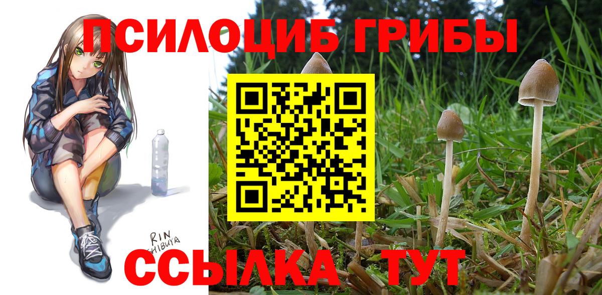 Псилоцибиновые грибы мицелий Баксан